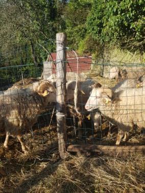 Fattoria Didattica Il Macereto * Fivizzano