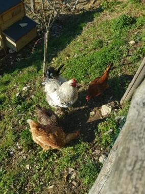Farm stay Fattoria Didattica Il Macereto Fivizzano